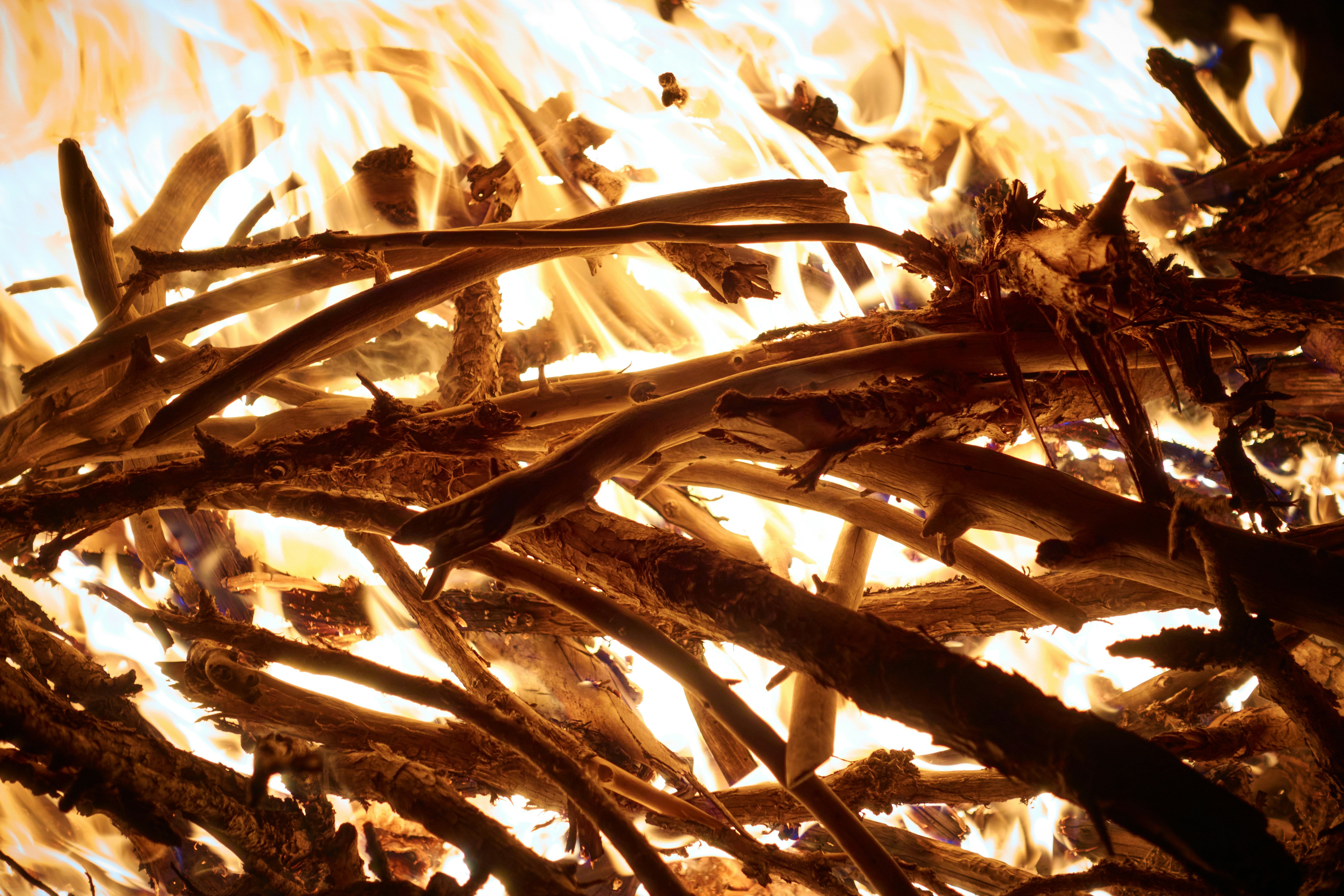 a close up of a plant