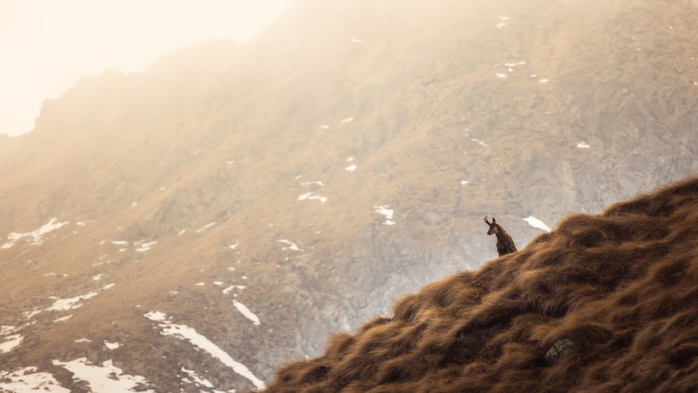 a person standing on a mountain