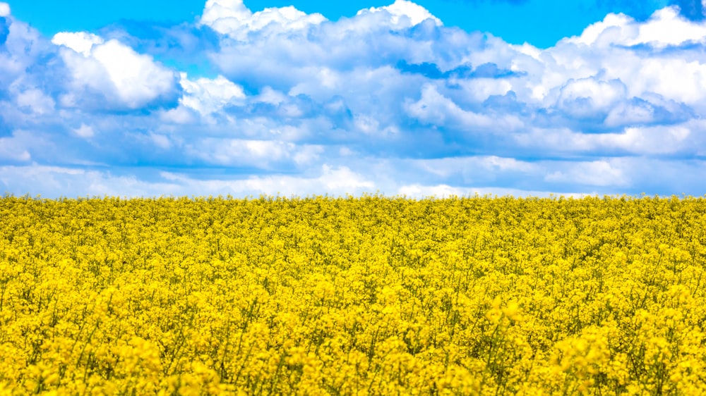 a field of yellow flowers