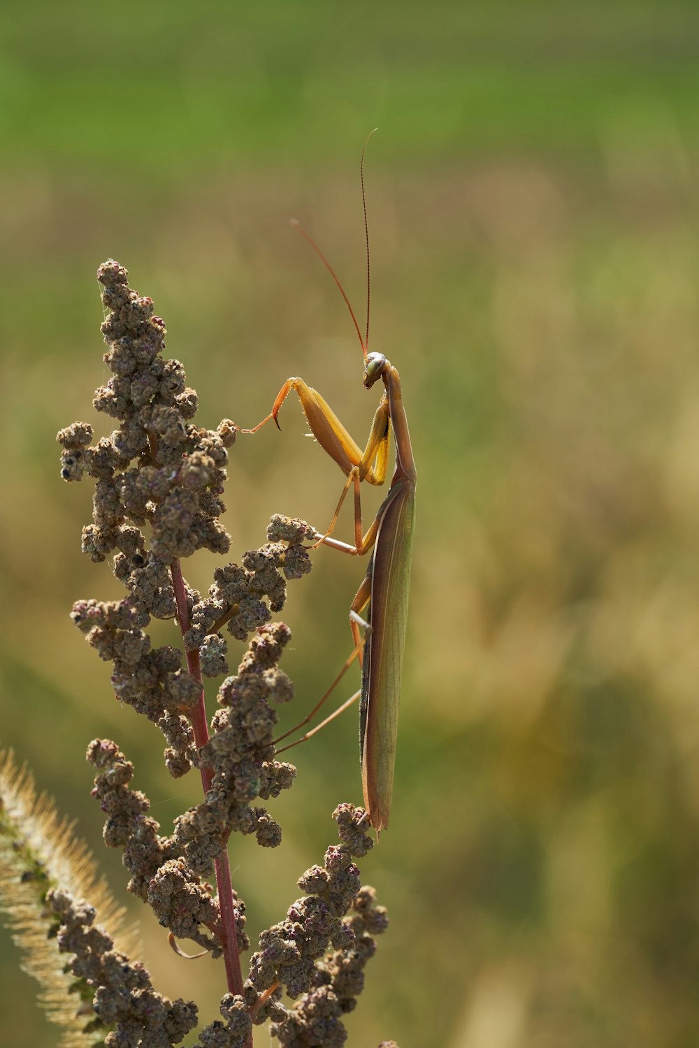 a dragonfly on a plant