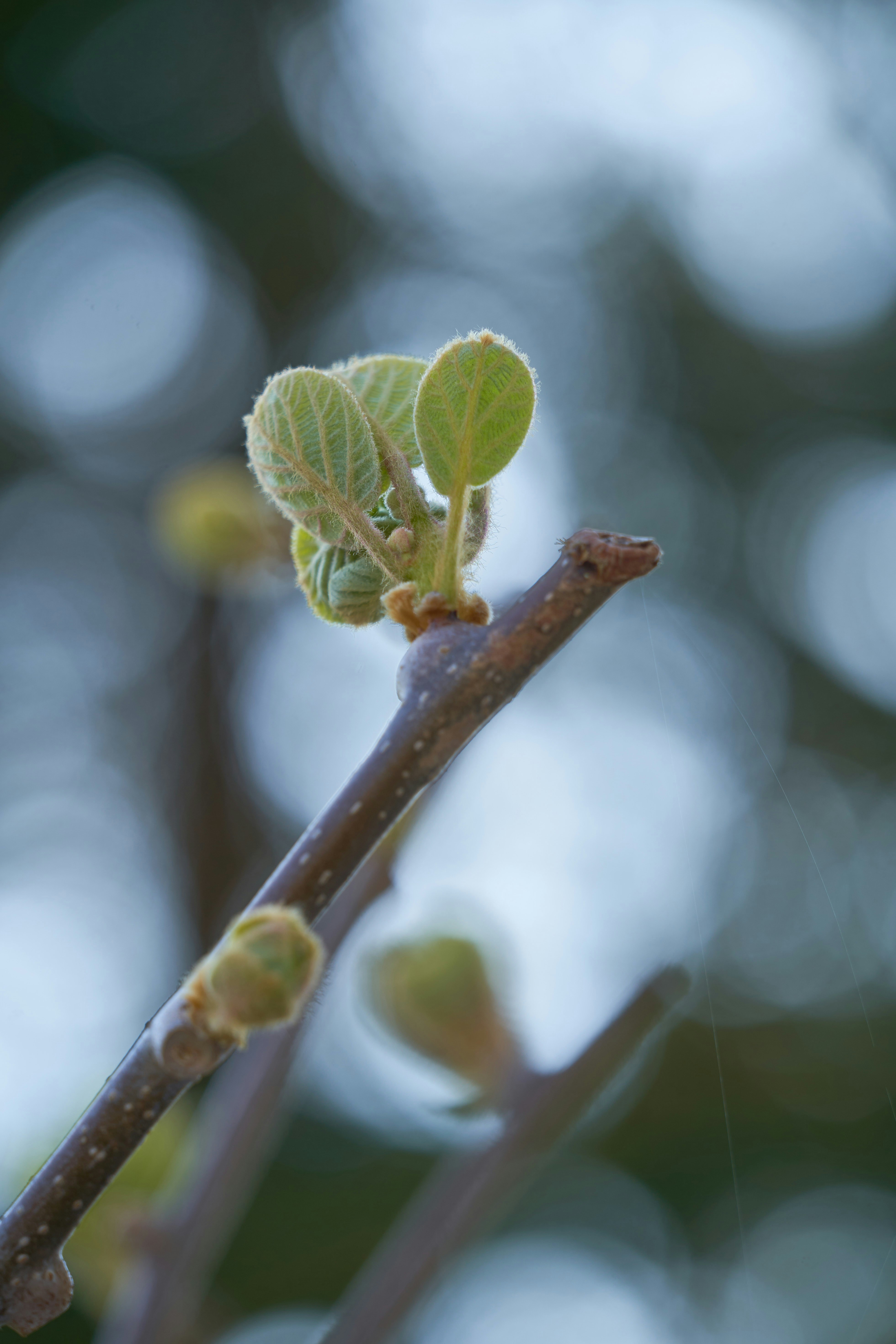 Photo by wolfgang_hasselmann