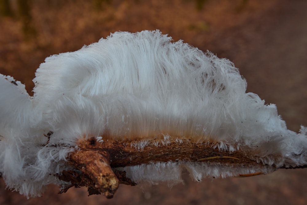 un animal à fourrure blanche