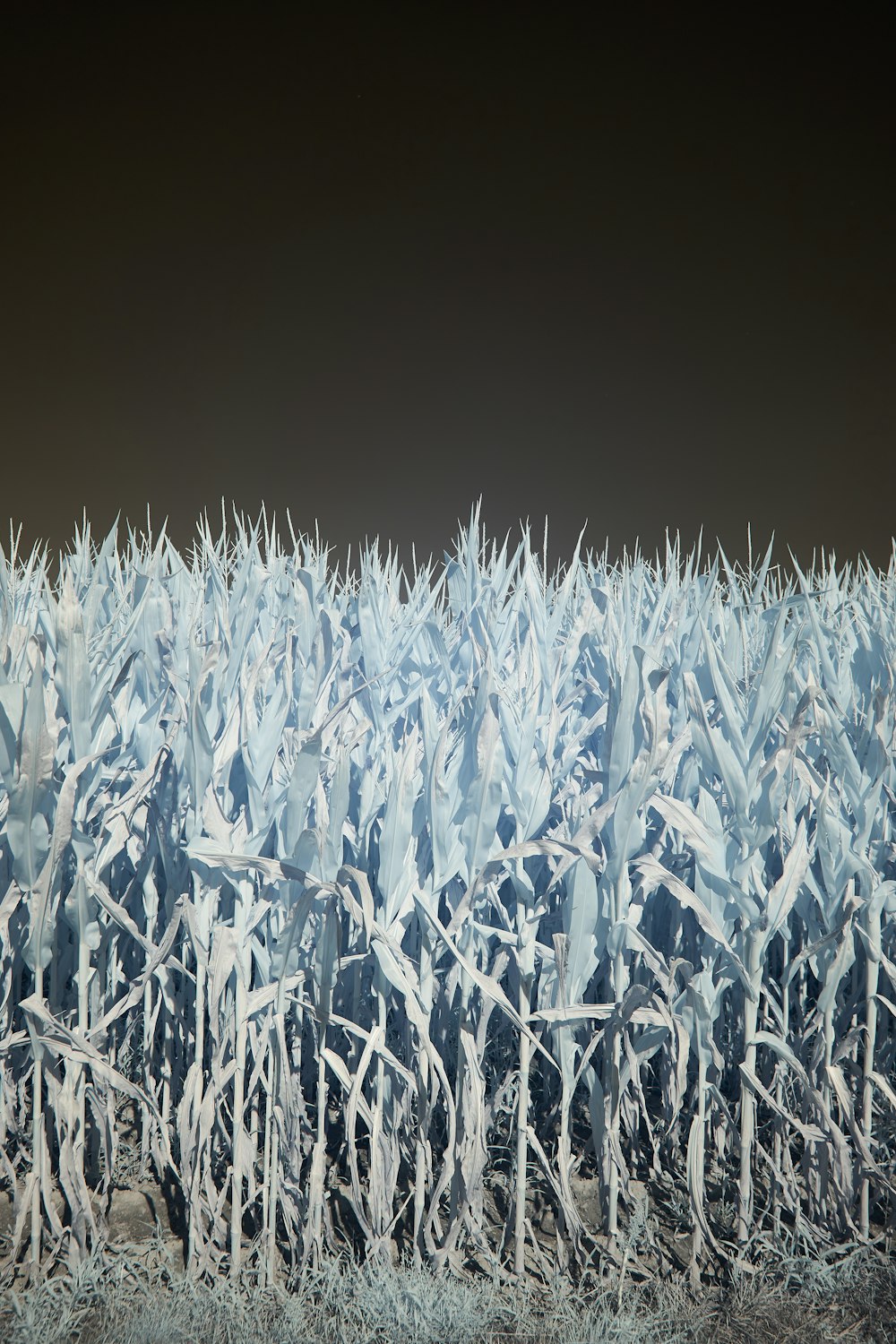 a field of snow