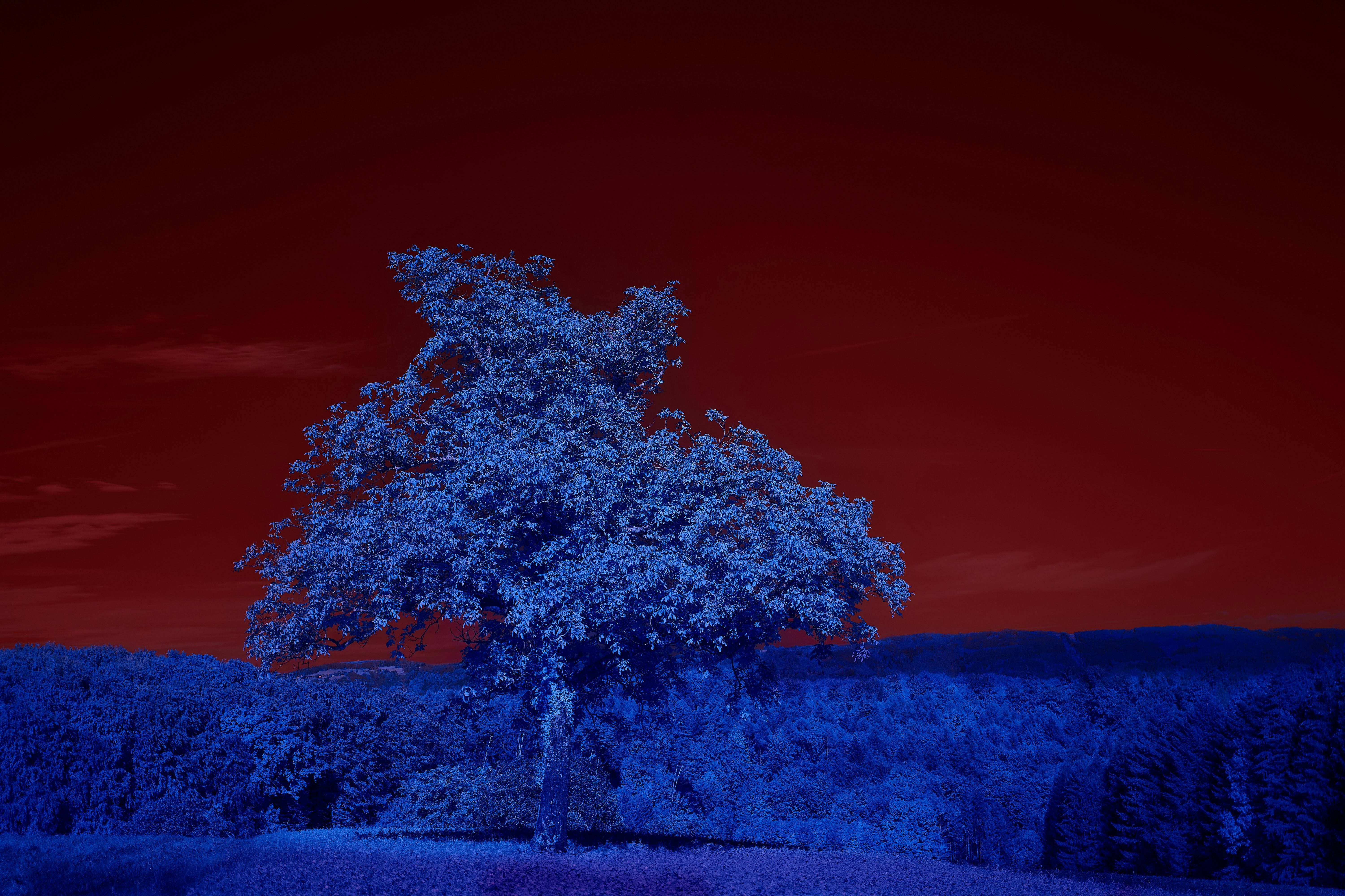 Photo by wolfgang_hasselmann