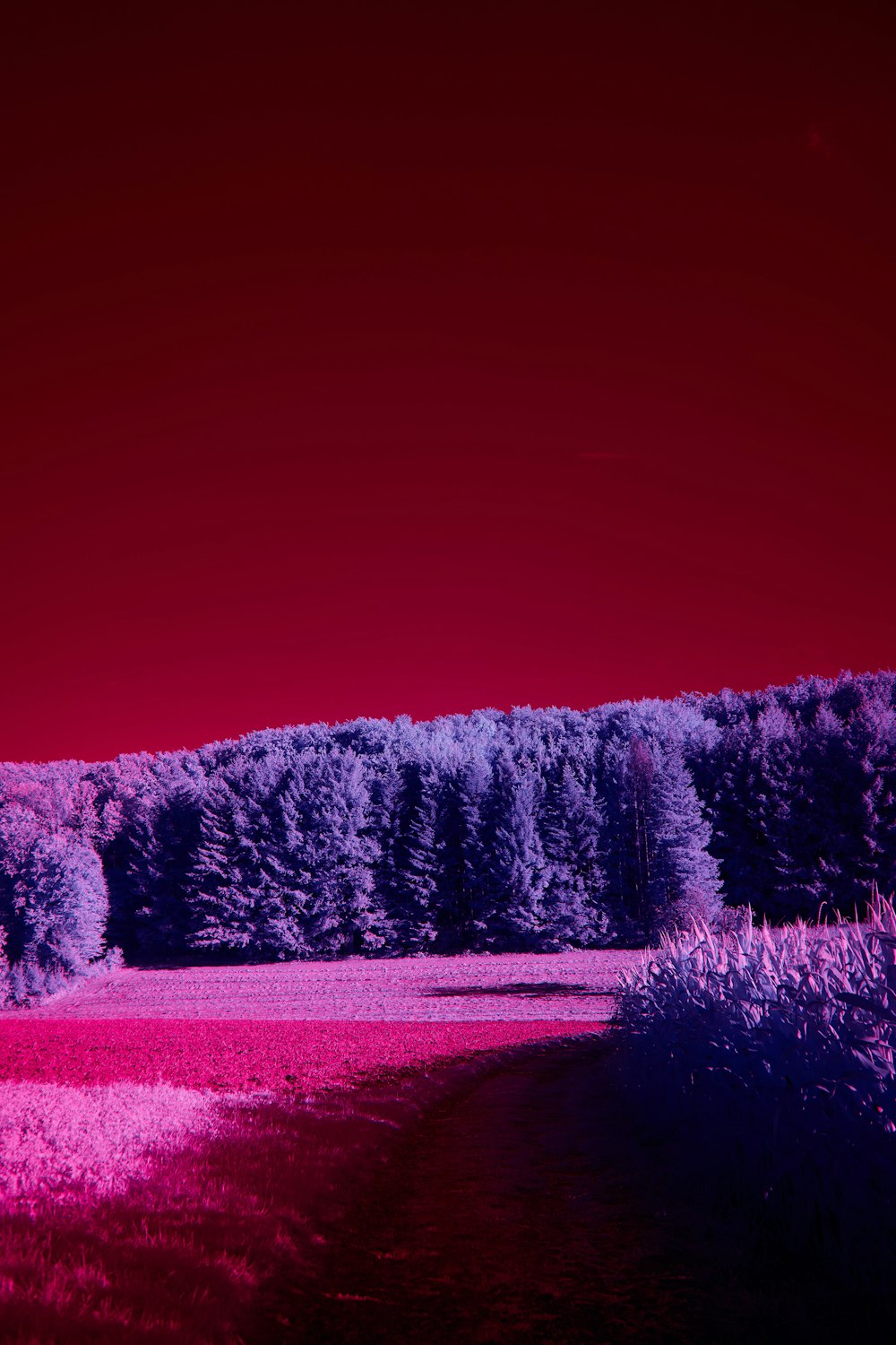 a red sky with trees and a red sky