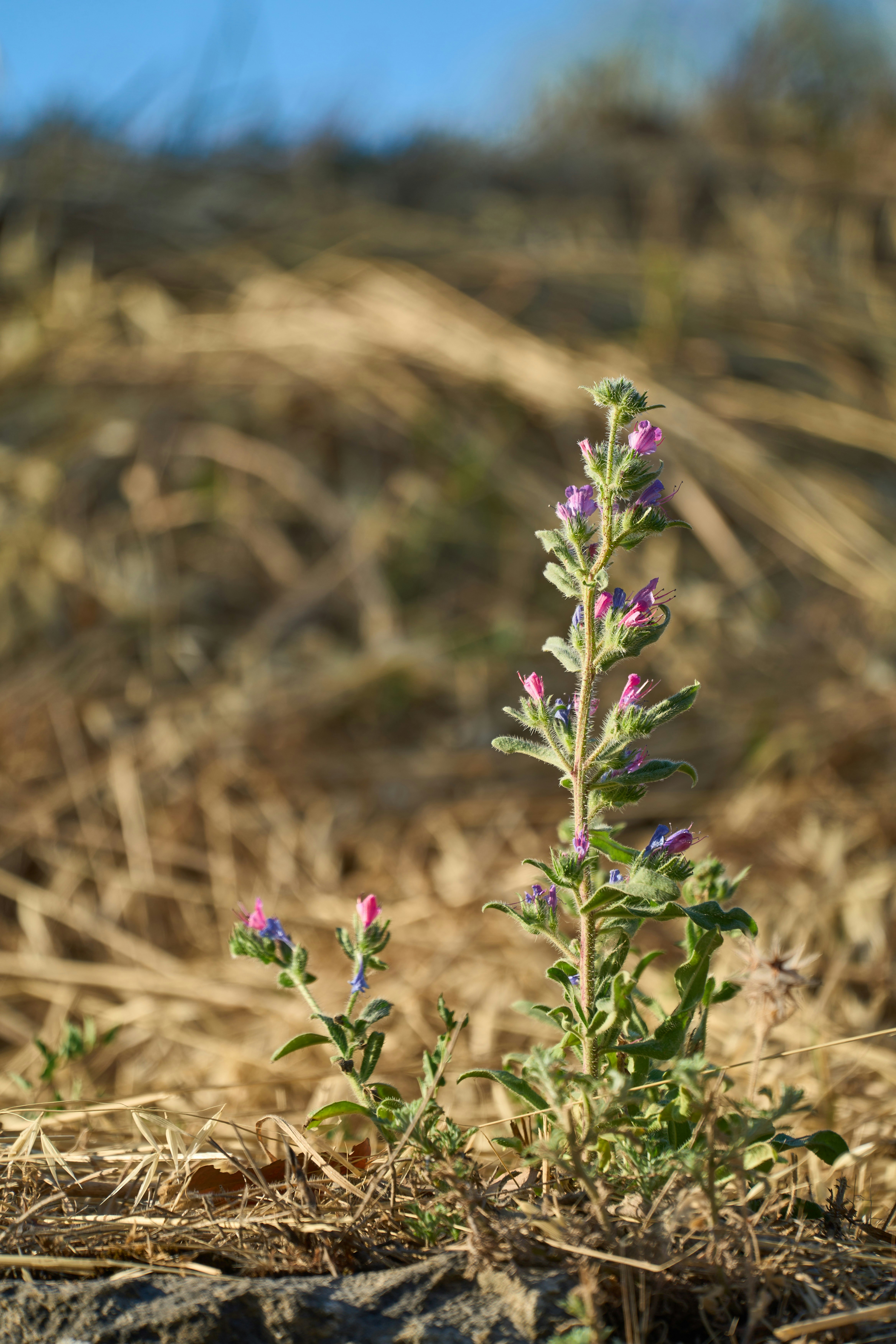 Photo by wolfgang_hasselmann