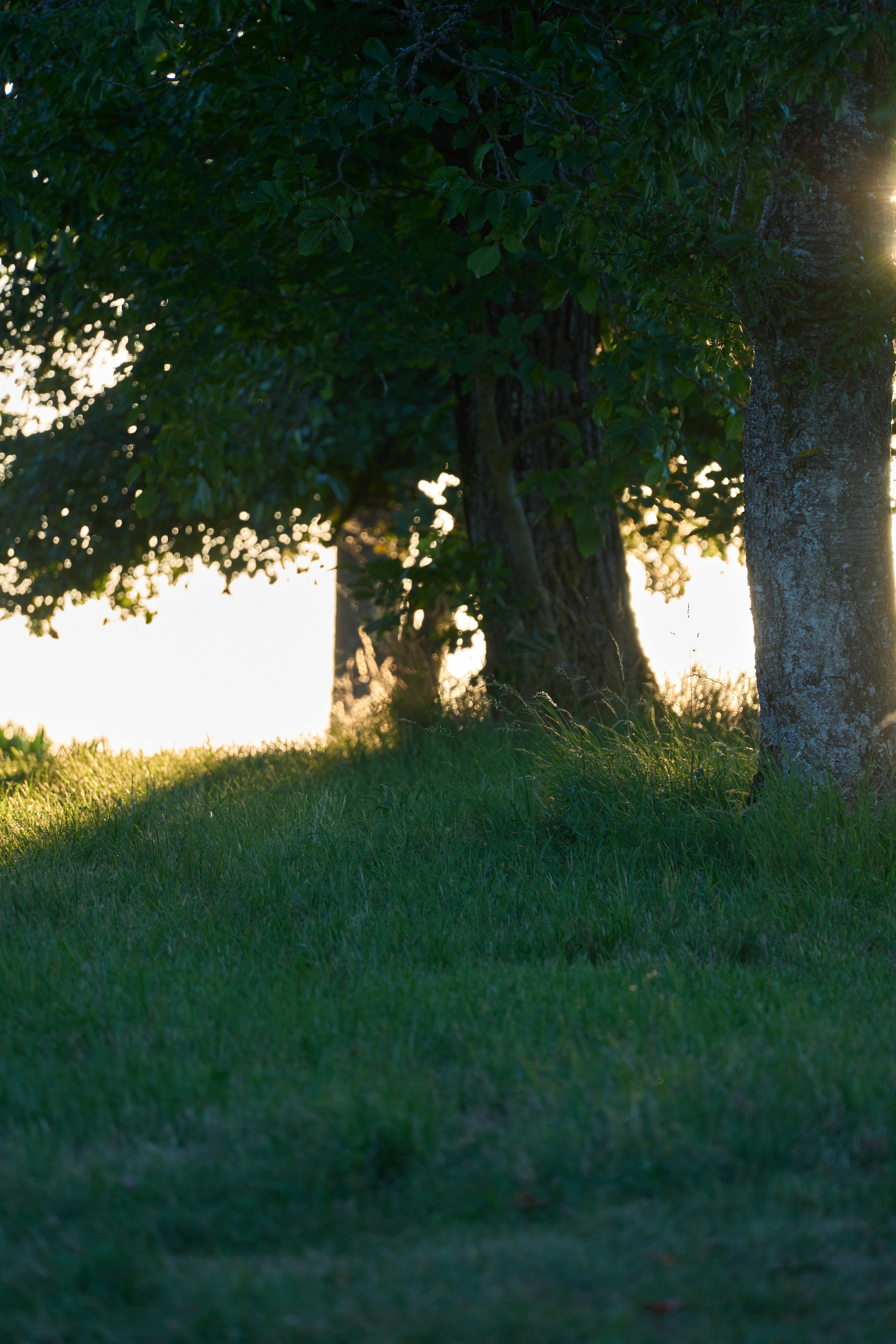 Photo by wolfgang_hasselmann