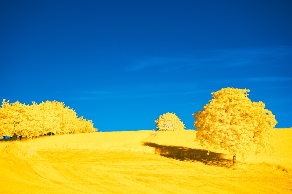 a field of yellow grass with trees in the background