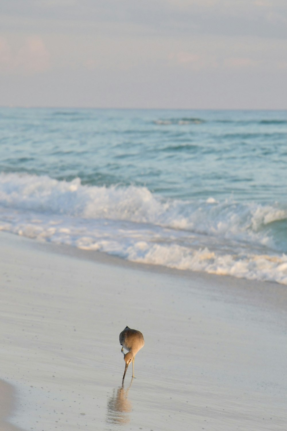 a bird on the beach