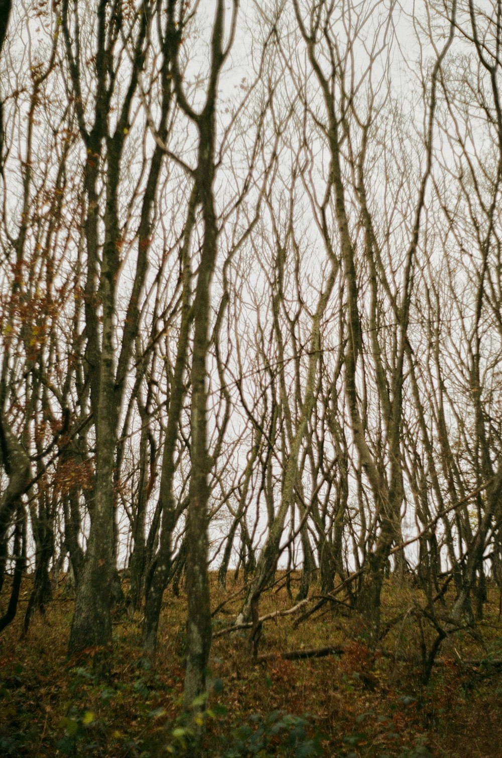 un gruppo di alberi