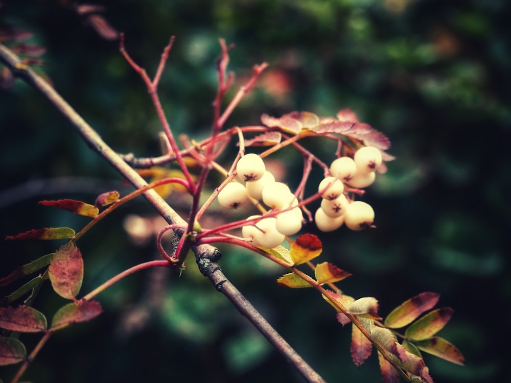 close up of a plant