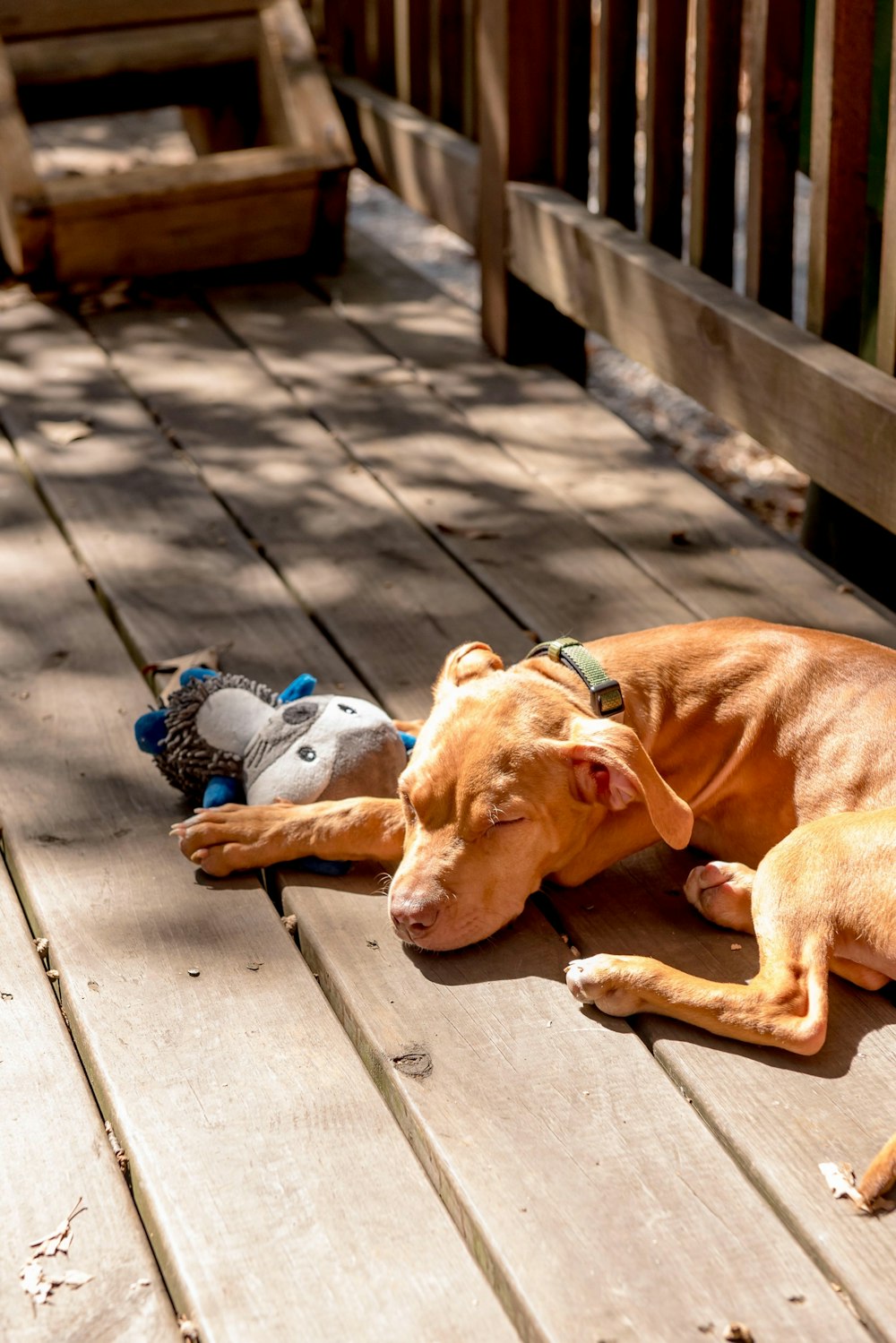 a dog sleeping with stuffed animals