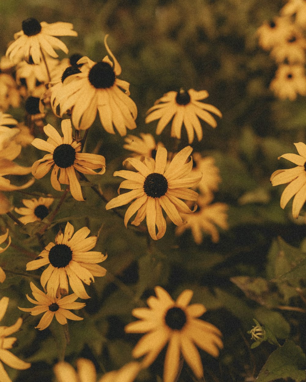 a group of white and yellow flowers