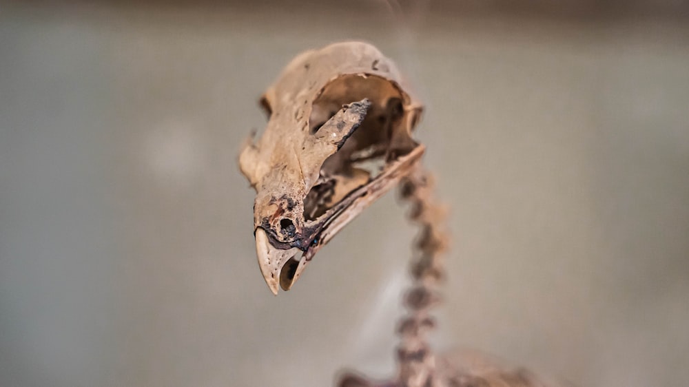 una calavera con cara