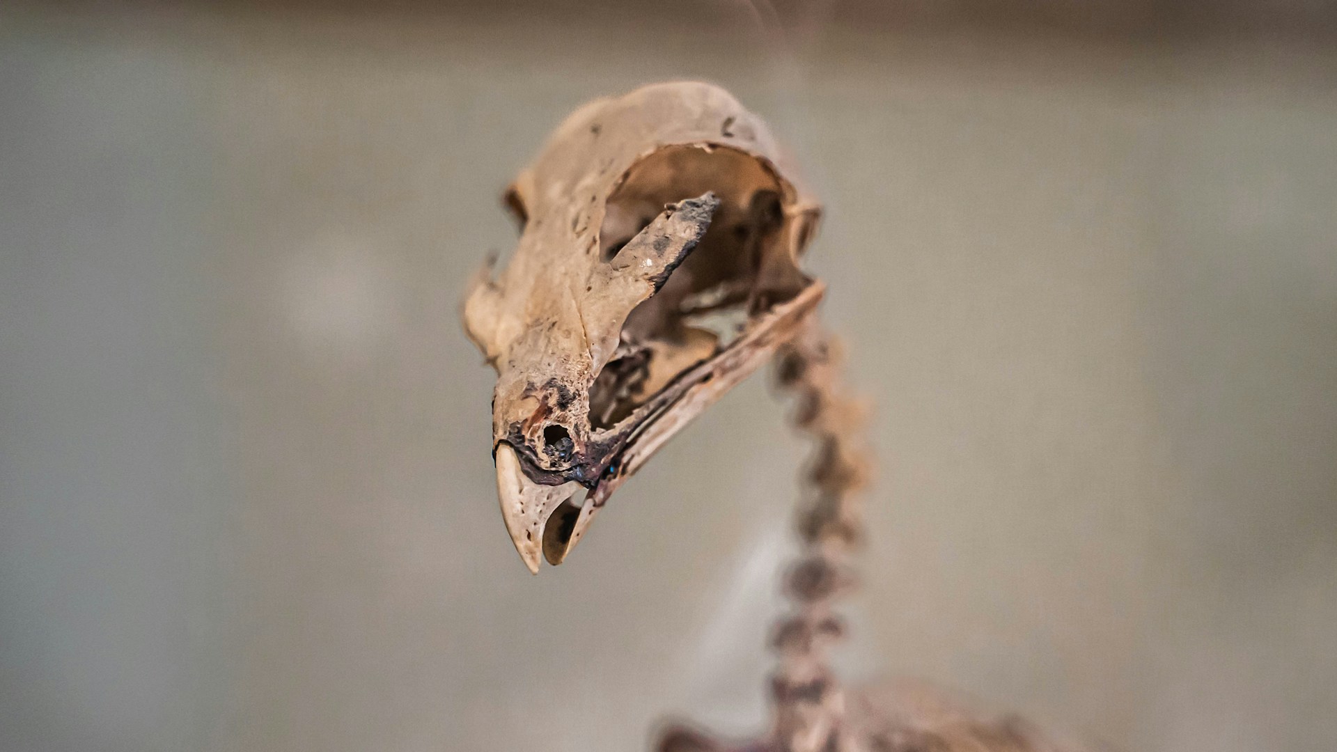 a skull with a face