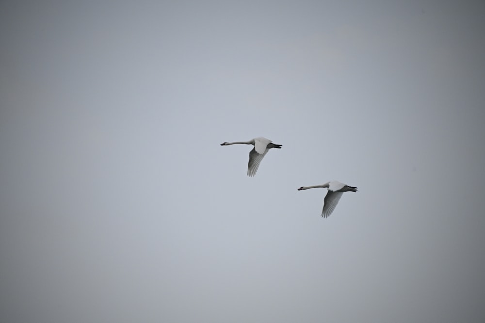 Zwei Vögel fliegen am Himmel