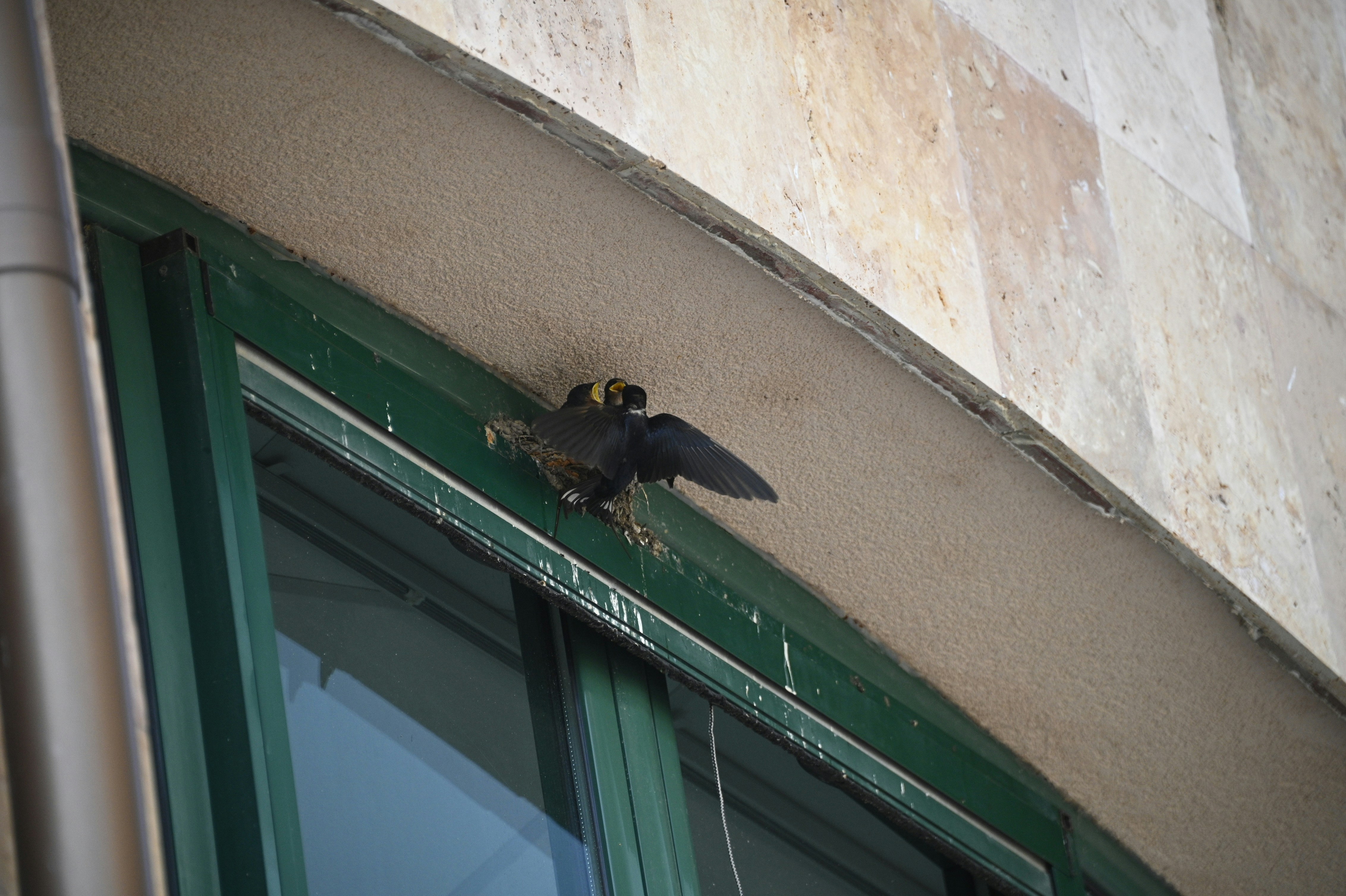 Ein paar Bienen auf einem Fenster