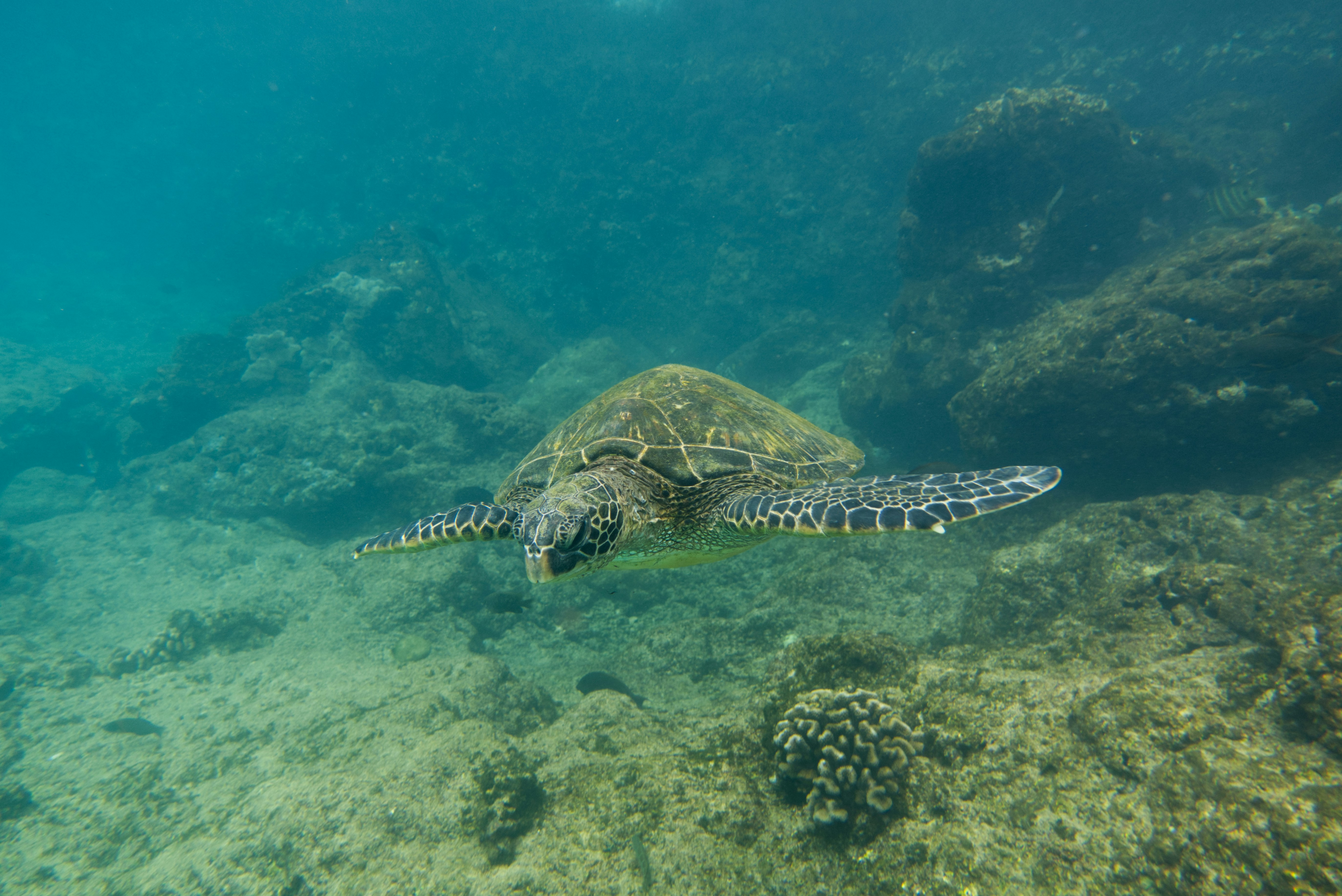 a turtle swimming in the ocean