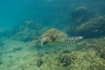 a turtle swimming in the ocean
