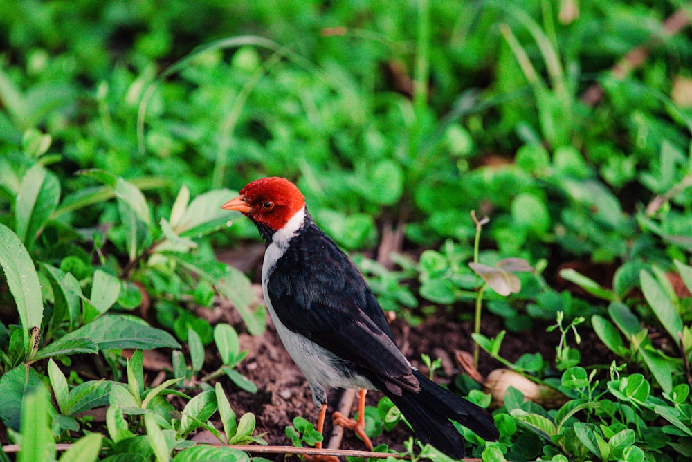 a bird standing on a bush