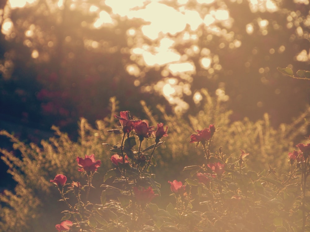 a group of flowers