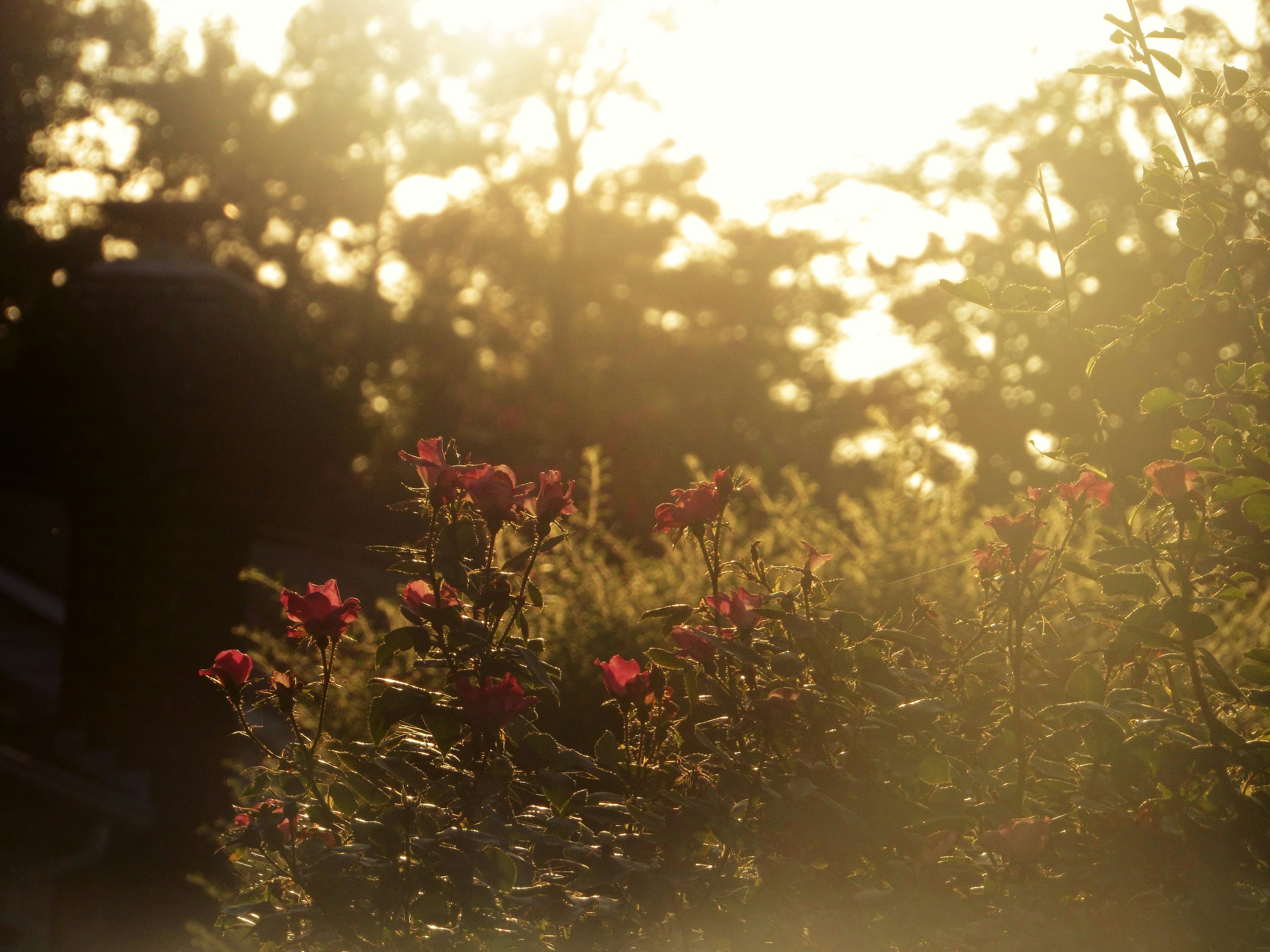 Photo by leiadakrozjhen