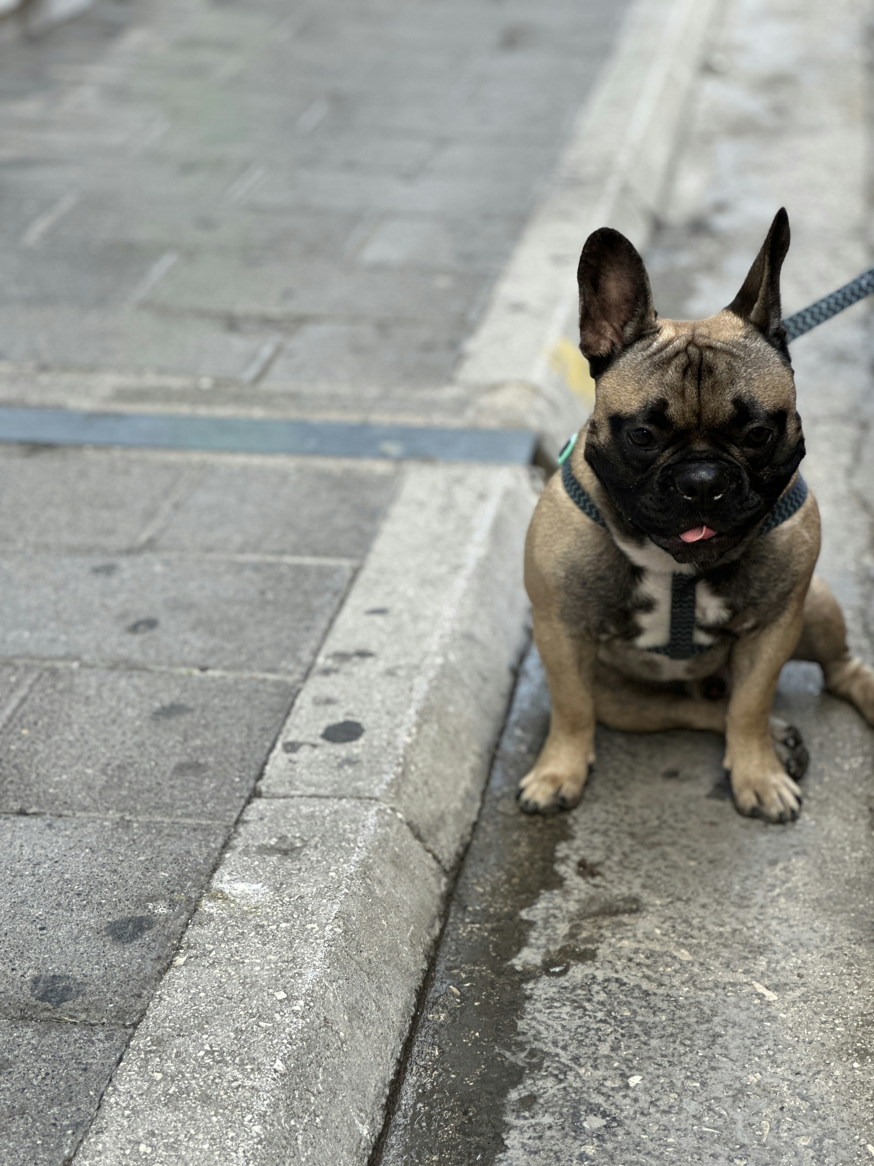 Potty Training Your French Bulldog: Tips to Avoid Accidents in the House