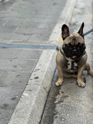 A French Bulldog is sitting on the side of a concrete pavement. The dog has a dark brindle coat and is wearing a harness attached to a leash. The background includes a slightly wet tiled sidewalk and a concrete curb.