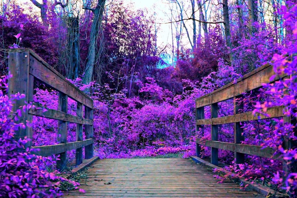 a wooden bridge with purple flowers