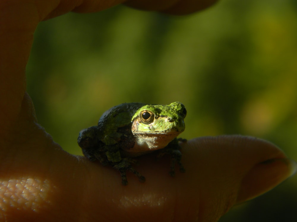 a frog on a person's finger