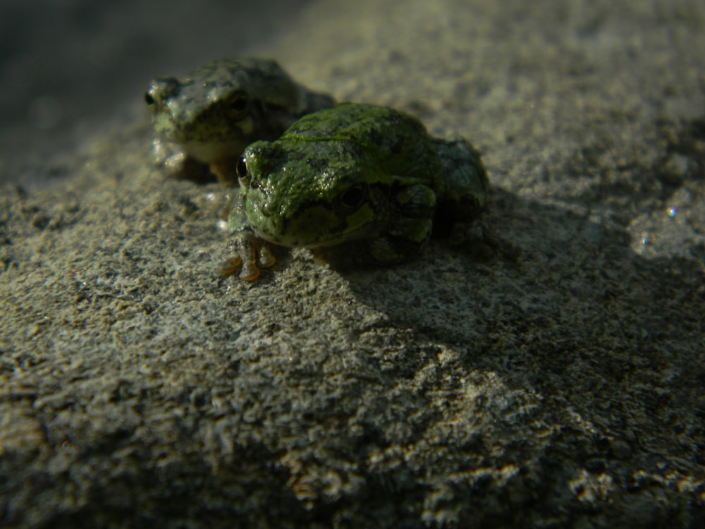 Una rana su una roccia