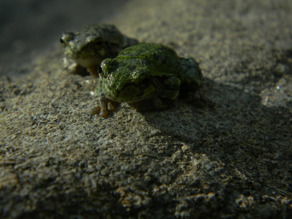 a frog on a rock