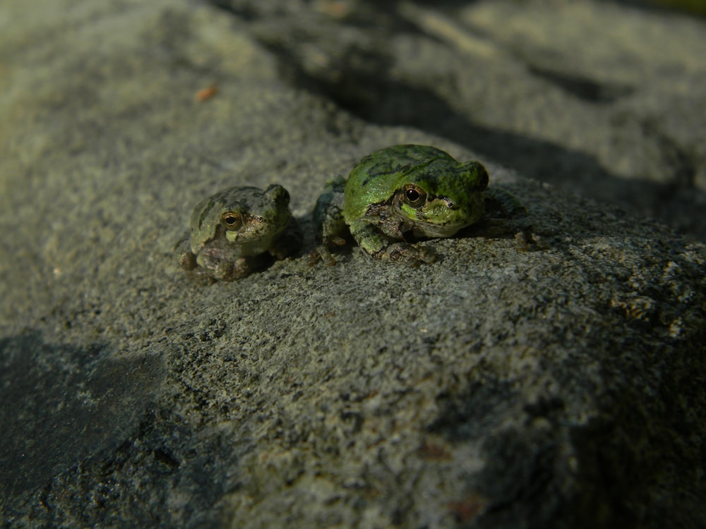 a group of frogs on a rock