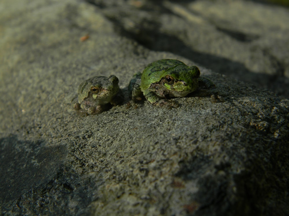 Eine Gruppe Frösche auf einem Felsen