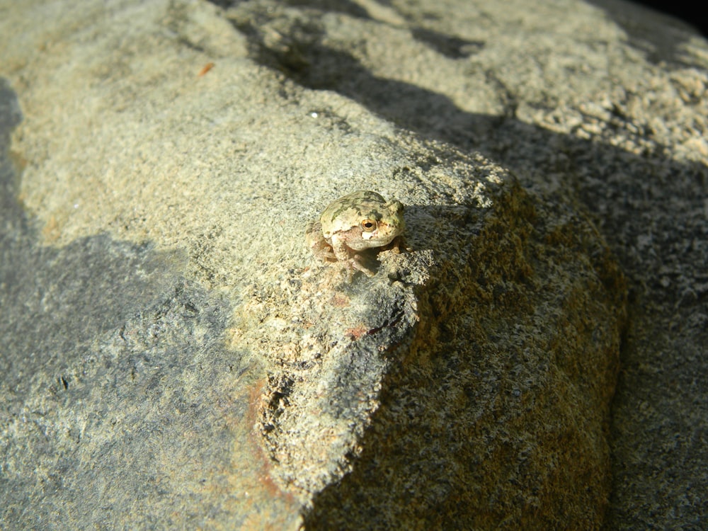 a lizard on a rock