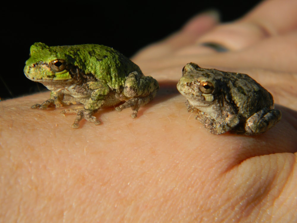 un groupe de grenouilles