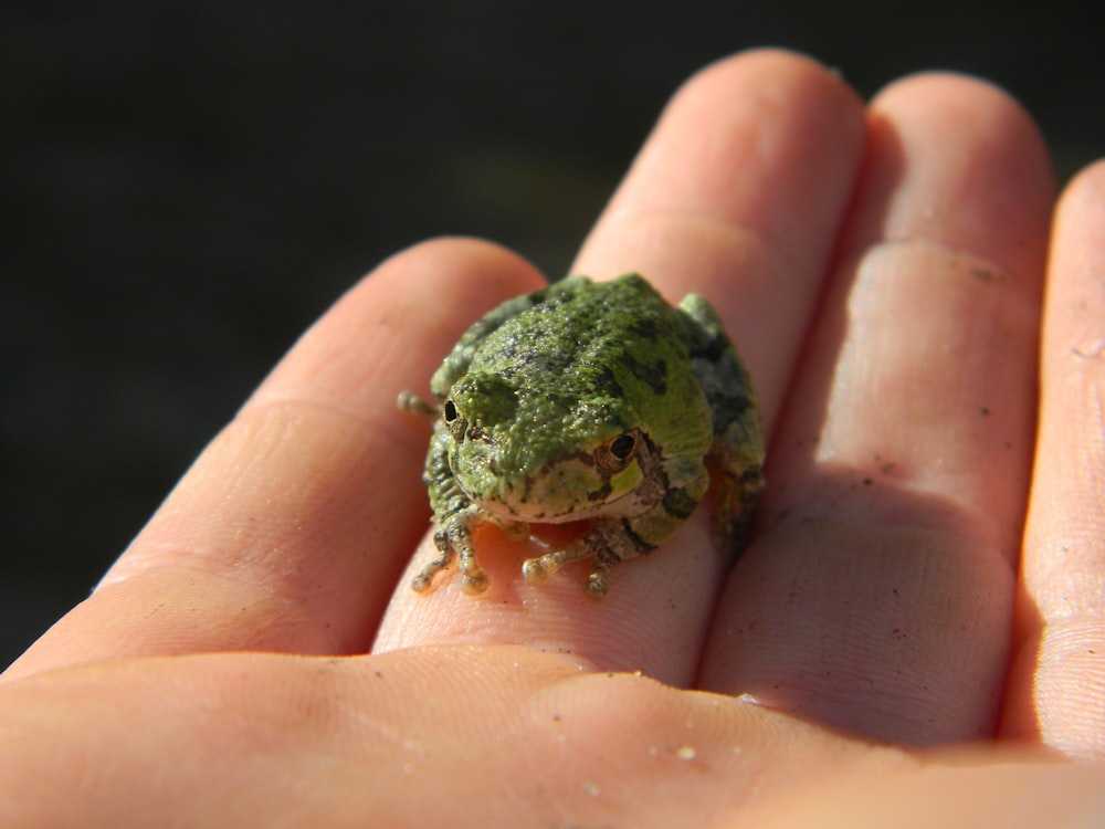 a person holding a small frog