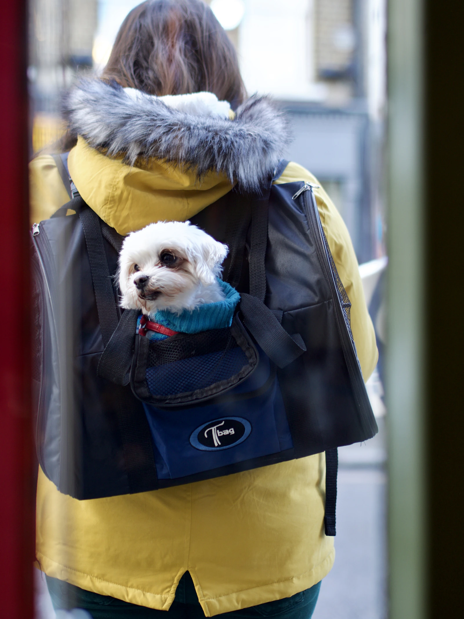 Small dog carried in a backpack while its owner walks outdoors