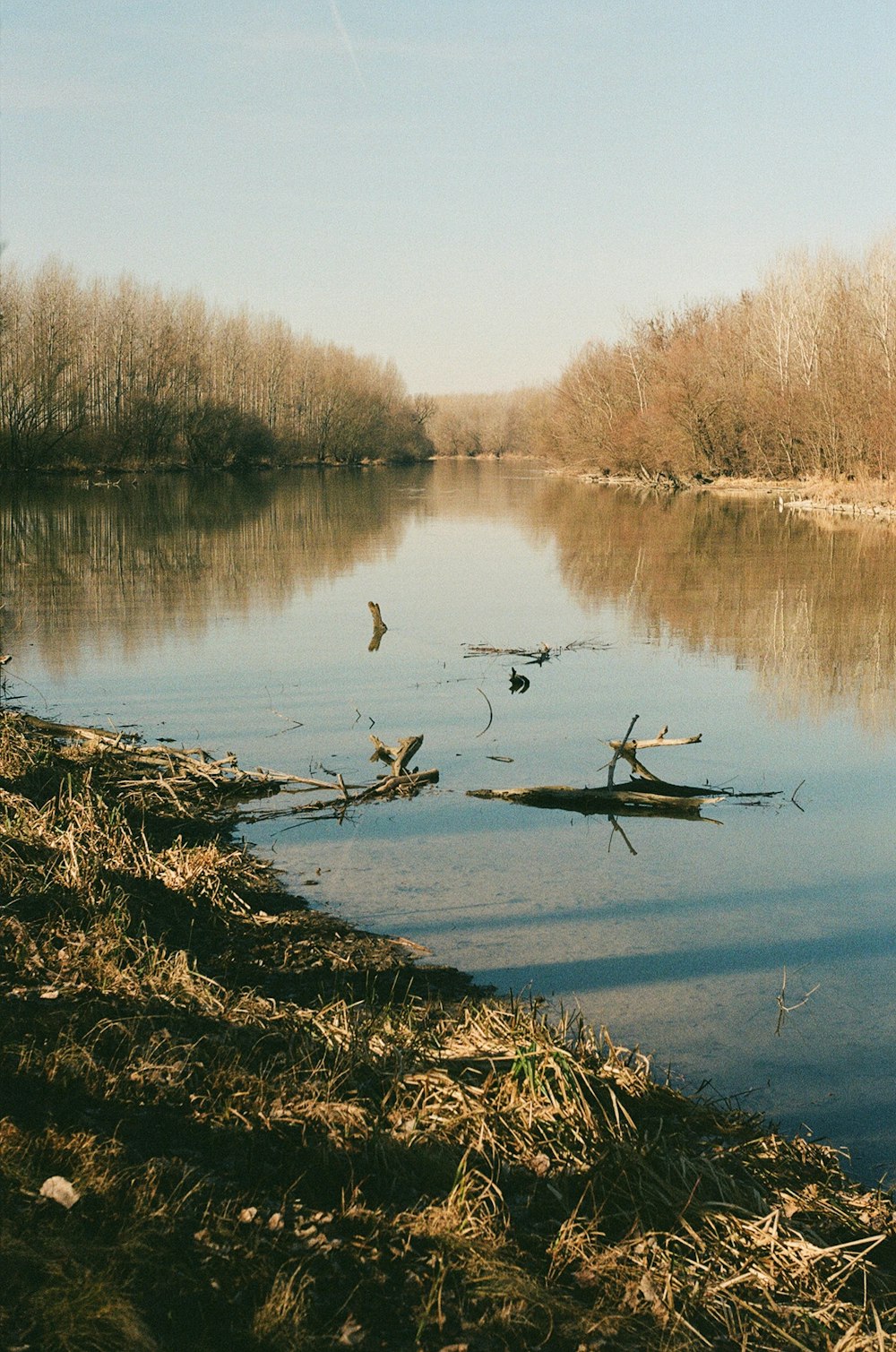 a body of water with trees around it