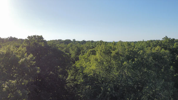 Aerial shot of lush red sandalwood farmland under a clear blue sky.