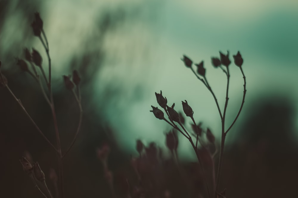 a close up of some plants