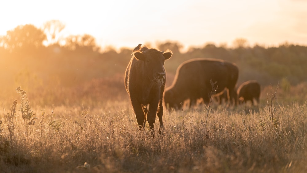 a group of animals in a field