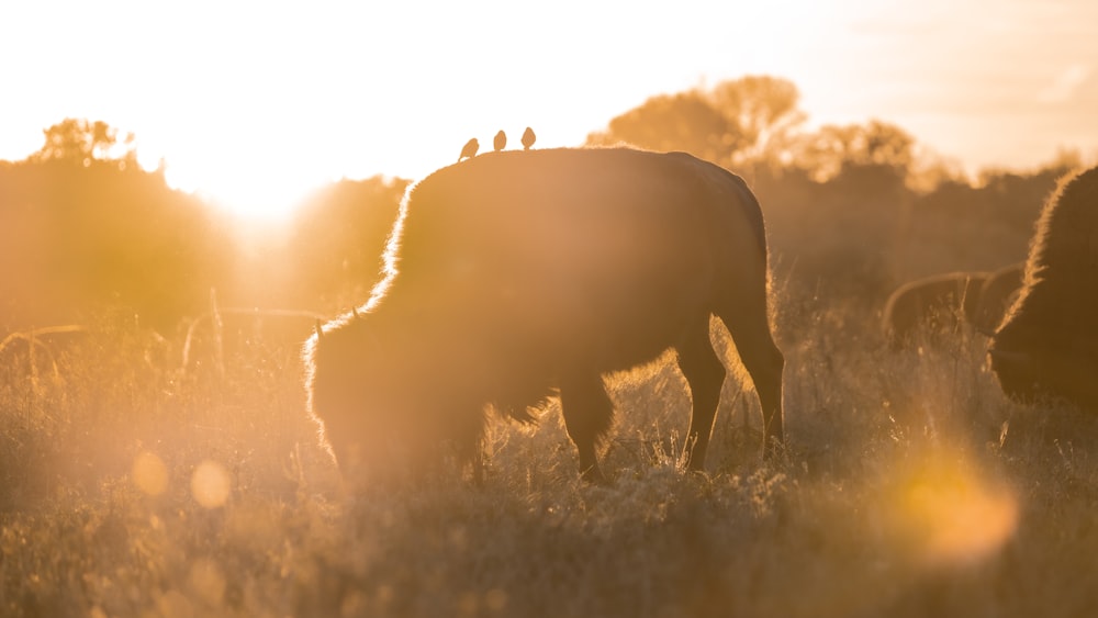 a group of cows grazing in a field