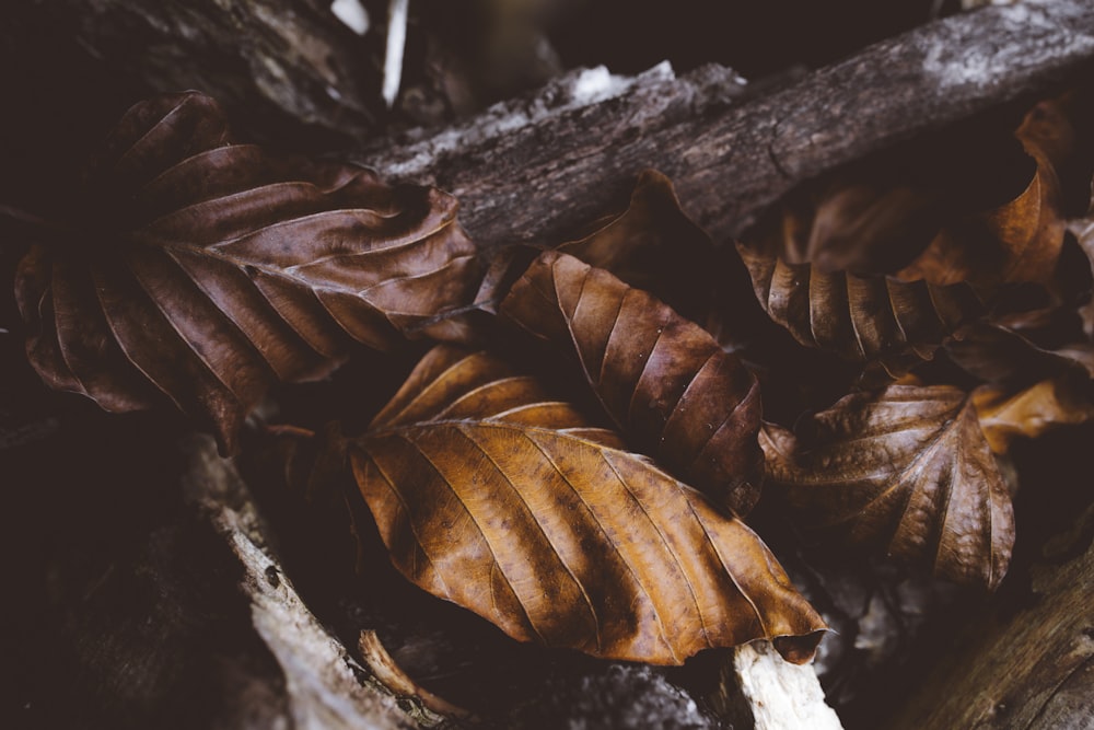 a close up of a pile of brown leaves