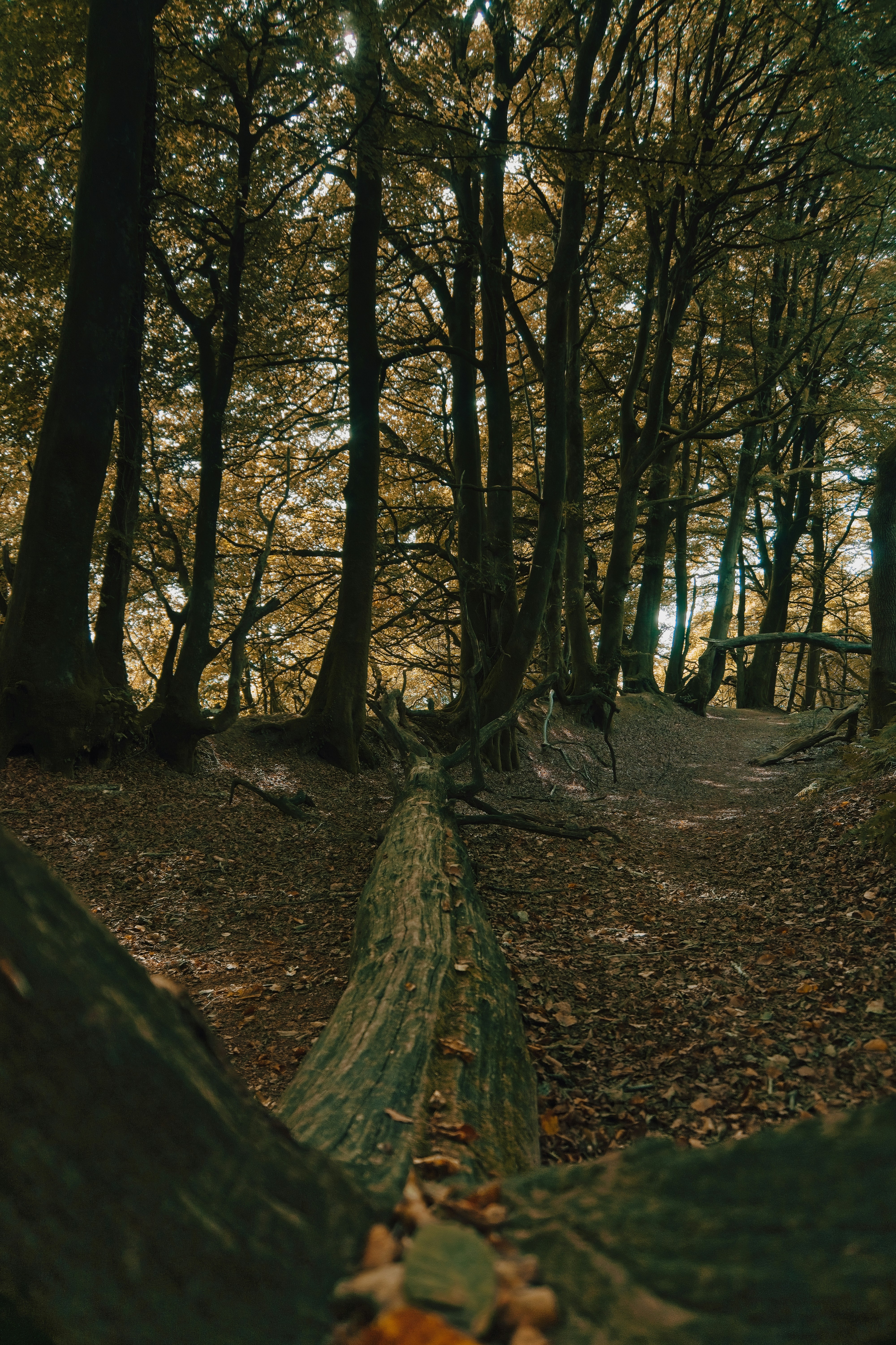 Photo by arthurhinton