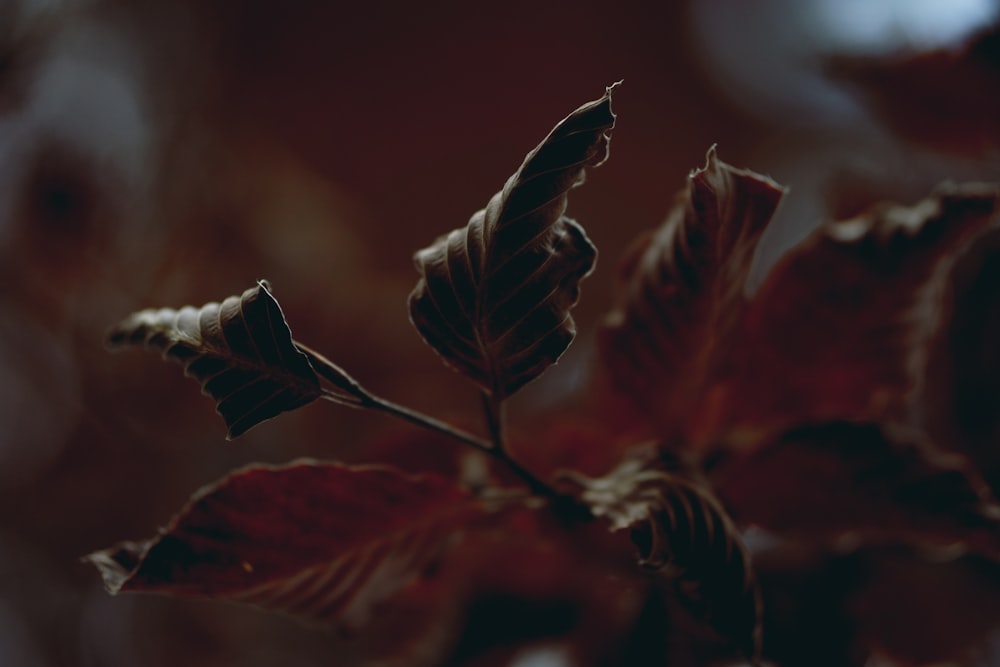 close-up of leaves on a tree