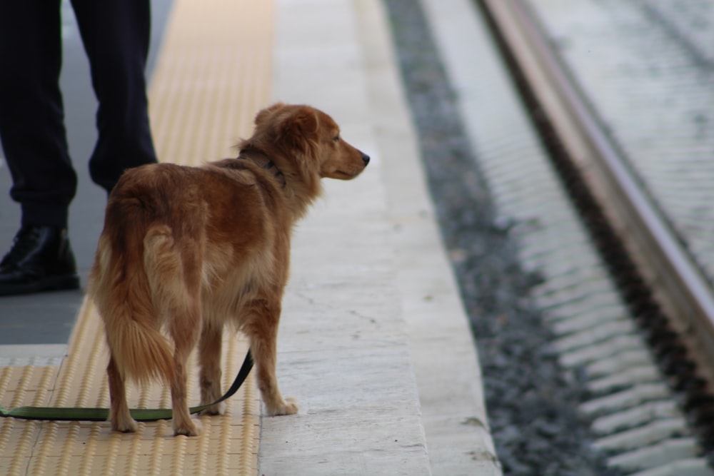 a dog on a leash