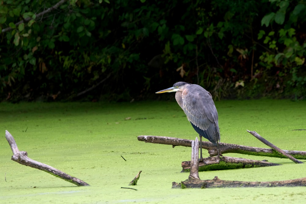 a bird on a branch