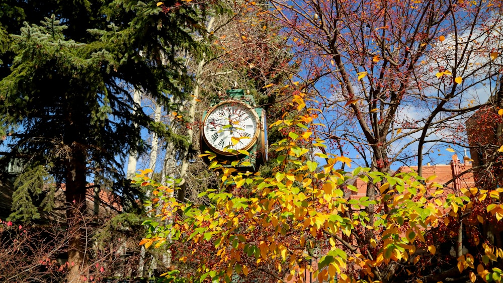 a clock in a garden