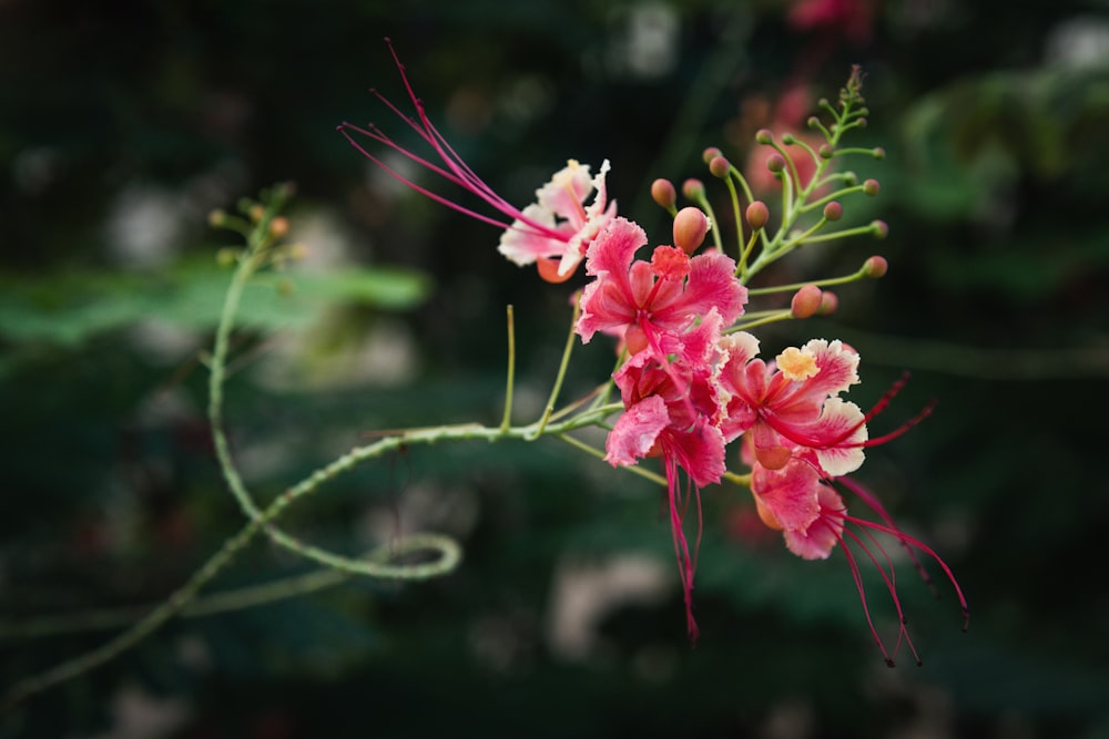 a close up of a flower